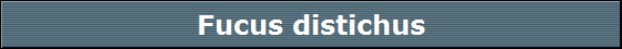 Fucus distichus