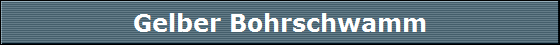 Gelber Bohrschwamm