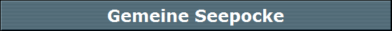 Gemeine Seepocke