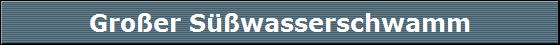 Gro�er S��wasserschwamm