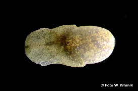 Haminella (3) Haminella (3)