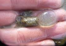 Haminella  Eiablage Haminella  Eiablage
