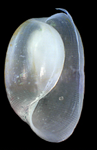 Haminella_Schale Haminella_Schale