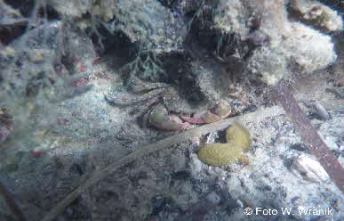 Hemigrapsus (2) Hemigrapsus (2)