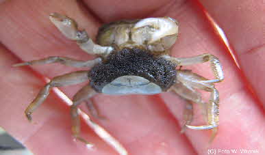 Hemigrapsus female Hemigrapsus female