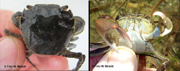 Hemigrapsus male Hemigrapsus male