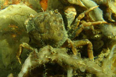 Hemigrapsus_penicillatus_XL_k Hemigrapsus_penicillatus_XL_k