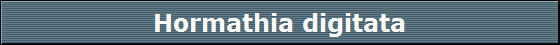 Hormathia digitata