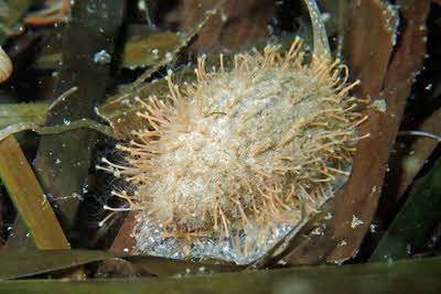 Hydractinia_echinata_sb_w_001_XL_k