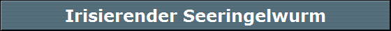 Irisierender Seeringelwurm