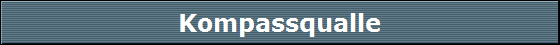 Kompassqualle