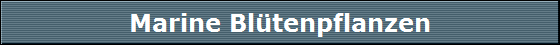 Marine Bl�tenpflanzen