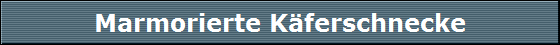 Marmorierte K�ferschnecke