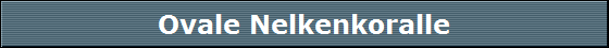 Ovale Nelkenkoralle