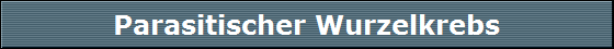 Parasitischer Wurzelkrebs