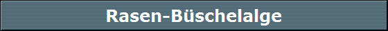 Rasen-Bschelalge