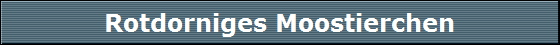 Rotdorniges Moostierchen