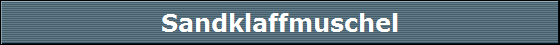 Sandklaffmuschel