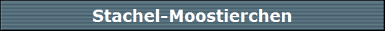 Stachel-Moostierchen