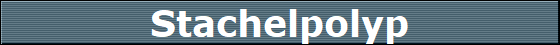 Stachelpolyp