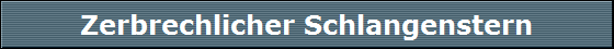 Zerbrechlicher Schlangenstern