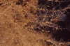 B�umchenpolyp