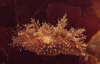 Zottige B�umchenschnecke, hellbraun