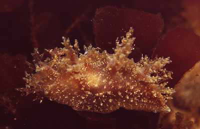 Zottige B�umchenschnecke, hellbraun
