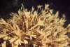Bl�ttermoostierchen