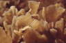 Bl�ttermoostierchen