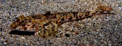 Gefleckter Leierfisch, weiblich