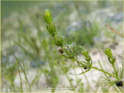 Baltische Armleuchteralge