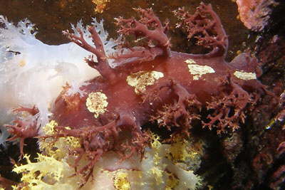 Zottige B�umchenschnecke, braun-wei�