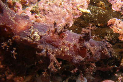 Zottige B�umchenschnecke, braun