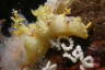 Zottige B�umchenschnecke, wei�-gelb-braun