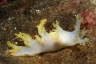 Zottige B�umchenschnecke, wei�-gelb