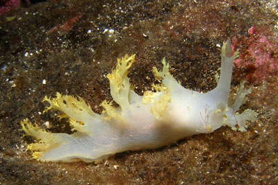 Zottige Bumchenschnecke, wei-gelb