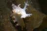 Zottige B�umchenschnecke, wei�-rosa