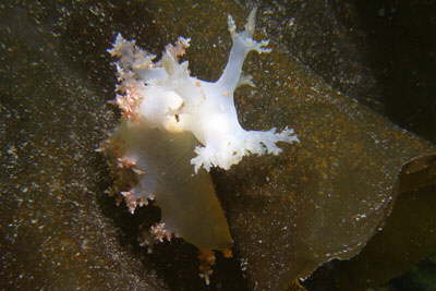 Zottige B�umchenschnecke, wei�-rosa