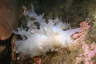 Zottige B�umchenschnecke, wei�