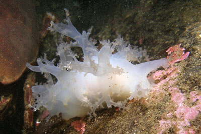 Zottige B�umchenschnecke, wei�