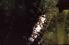 Dreispitzige Meerassel, schwarz-weie