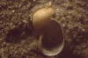Eif�rmige Schlammschnecke