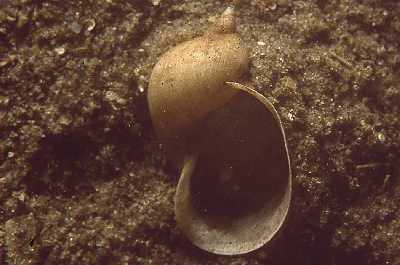 Eif�rmige Schlammschnecke