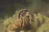 Gew�hnlicher Einsiedler in Strandschnecke