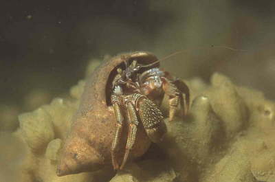 Gewhnlicher Einsiedler in Strandschnecke