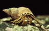 Gew�hnlicher Einsiedler in Wellhornschnecke