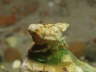 Gew�hnlicher Einsiedlerkrebs