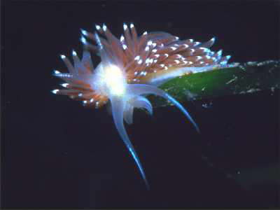 Flabellina browni