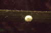 Geb�nderte Gr�bchenschnecke, Laich